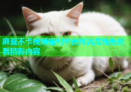 麻豆不卡视频福利平台高清流畅免费看精彩内容